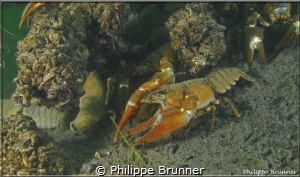 Crayfish by Philippe Brunner 
